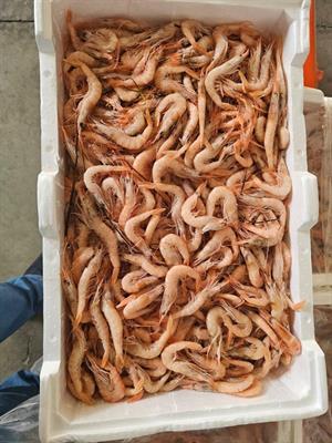 *D* GAMBERO ROSA DELLO IONIO N.3 (130+PZ/KG) KG__ - GLASS. 0% ITALIA