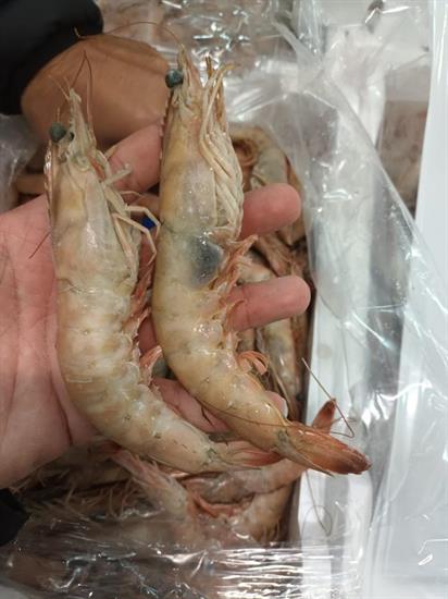 MAZZANCOLLA DELLO IONIO KG3 - GLASS. 0% ITALIA