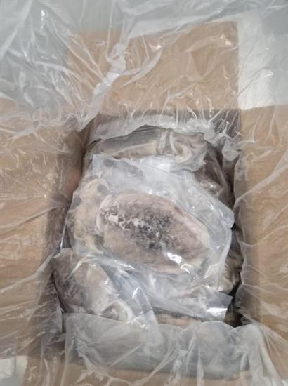 SEPPIA SPORCA IQF 300/500 INDOPACIFICA AA 5KG - GLASS.0% INDONESIA FAO57