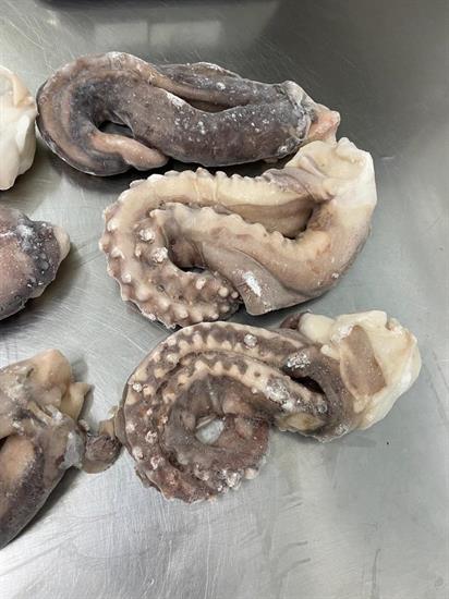 TOTANO GIGANTE TENTACLO INTERO 3/4 10KG(9KG) - GLASS.10%