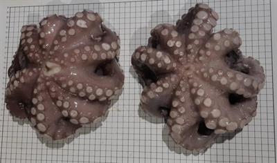 POLPO PERU' (2000/3000) IQF KG9 - GLASS.0%