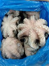 POLPO SENEGAL T3 (2000-3000) IQF 12KG P.N.