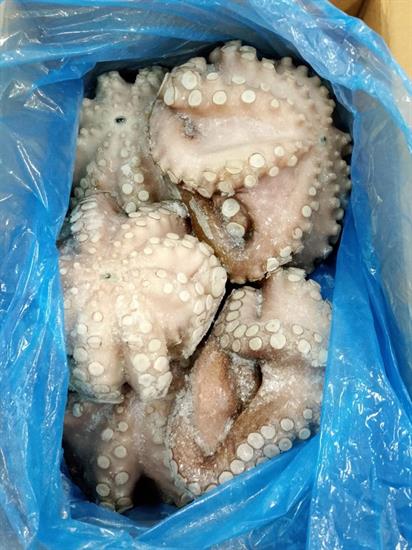 POLPO SENEGAL T4 (1500-2000) IQF 12KG P.N.