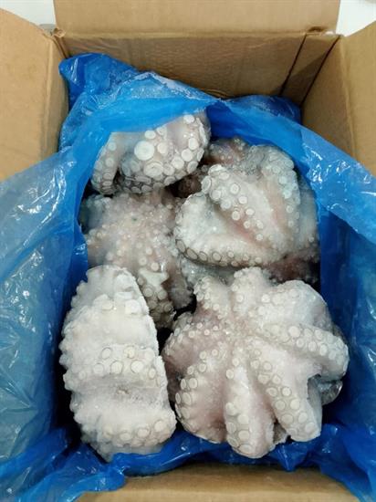 POLPO SENEGAL T5 (1200-1500) IQF 12KG P.N.