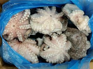 POLPO SENEGAL T6 (800-1200) IQF 12KG P.N.