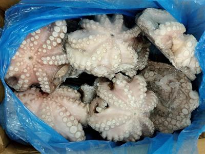 POLPO SENEGAL T6 (800-1200) IQF 12KG P.N.