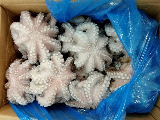 POLPO SENEGAL T7 (500-800) IQF 12KG P.N.