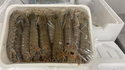 PANNOCCHIE(CICALE) DELLO IONIO INTERE 1KGX7 I - GLASS.0%