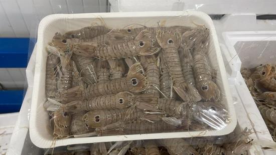 PANNOCCHIE(CICALE) DELLO IONIO INTERE 1KGX7 III - GLASS.0%