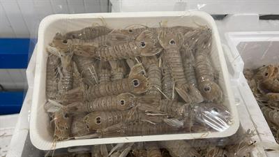 PANNOCCHIE(CICALE) DELLO IONIO INTERE 1KGX7 III - GLASS.0%