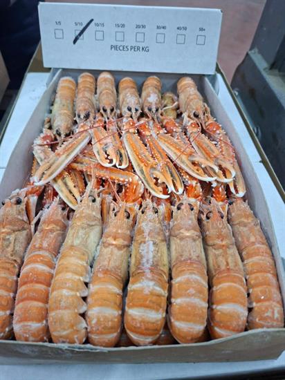 SCAMPI LABADIE 5-10 9KG(3KGX3KG) IRLANDA GLASS.0%