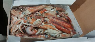 TOTANO ILLEX 200/300 5KG IRLANDA GLASS.0%