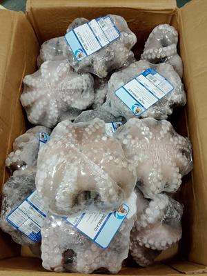POLPO IWP (500-800) IQF 12KG P.N. - SENEGAL