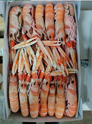 SCAMPI PORCUPINE 10-15 9KG(3X3) IRLANDA GLASS.0%
