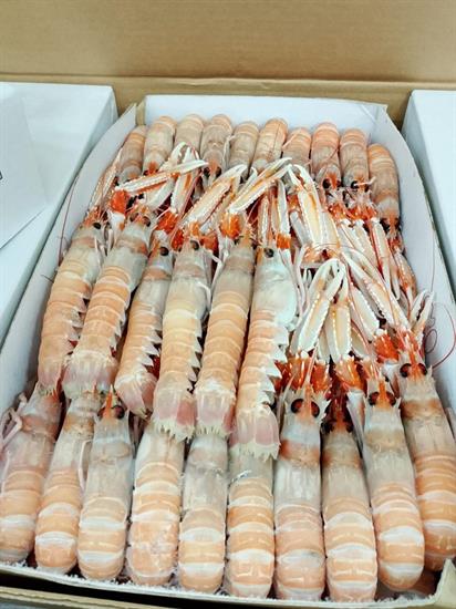 SCAMPI PORCUPINE 15-20 9KG(3X3) IRLANDA GLASS.0%