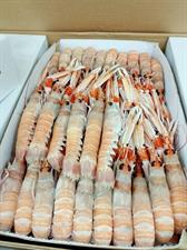 SCAMPI PORCUPINE 15-20 9KG(3X3) IRLANDA GLASS.0%