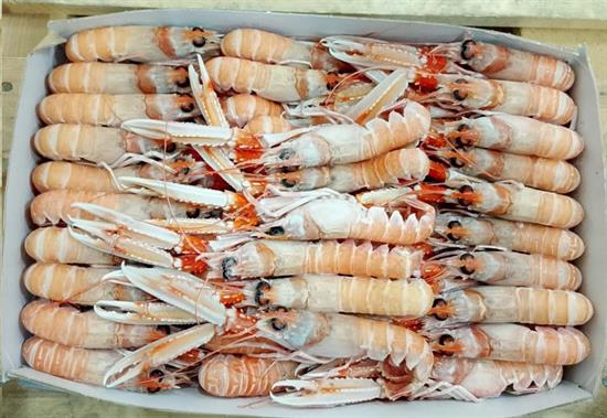 SCAMPI PORCUPINE 20-30 9KG(3X3) IRLANDA GLASS.0%