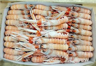 SCAMPI PORCUPINE 20-30 9KG(3X3) IRLANDA GLASS.0%
