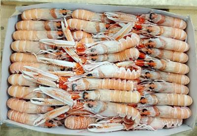 SCAMPI PORCUPINE 20-30 9KG(3X3) IRLANDA GLASS.0%