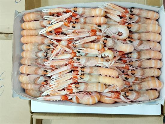 SCAMPI PORCUPINE 30-40 9KG(3X3) IRLANDA GLASS.0%
