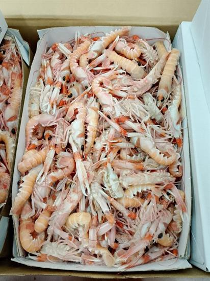 SCAMPI PORCUPINE 50+ 9KG(3X3) IRLANDA GLASS.0%