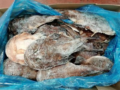 RANA PESCATRICE INTERA UNDER 500G IRLANDA KG10 -  GLASS.10%