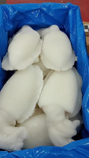 SEPPIA PULITA INDIA IQF 1/2 KG10(7)-GLASS.30% CAPITHAN