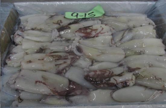 CALAMARI SUD AFRICA BLOCCO SS(<9cm) KG5 - GLASS.0% SEA HARVEST