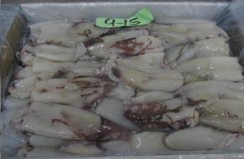 CALAMARI SUD AFRICA BLOCCO SS(<9cm) KG5 - GLASS.0% SEA HARVEST