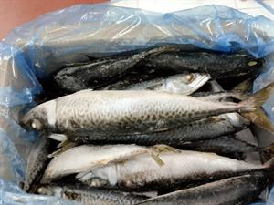 SGOMBRO INTERO 3/5(pz/kg) 10KG