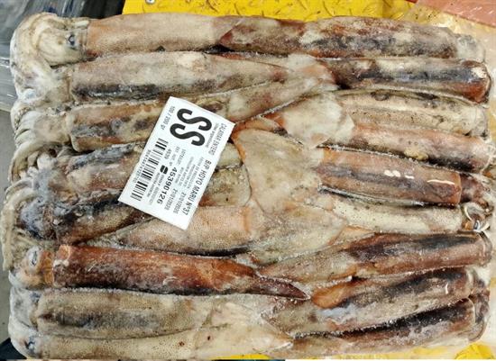 TOTANI ATLANTICI SS (100-200) BLOCCO KG__ - ARGENTINA (Pesca ad Amo)
