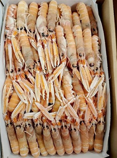 SCAMPI LABADIE 20-30 9KG(3KGX3KG) IRLANDA GLASS.0%