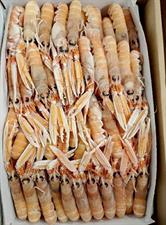 SCAMPI LABADIE 20-30 9KG(3KGX3KG) IRLANDA GLASS.0%