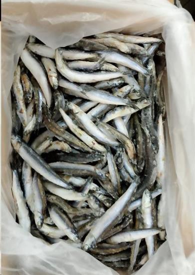 ALICI INTERE IQF 7KG P.N. - GLASS.0%