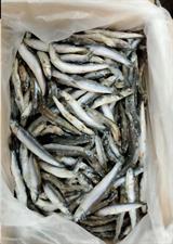 ALICI INTERE IQF 7KG P.N. - GLASS.0%