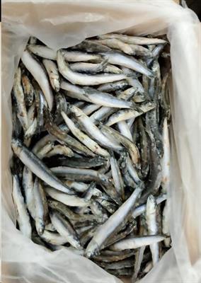 ALICI INTERE IQF 7KG P.N. - GLASS.0%