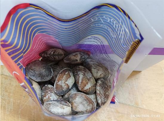 VONGOLE VERACI CON GUSCIO IQF 40/60 1KGX6 - KOREA 0%