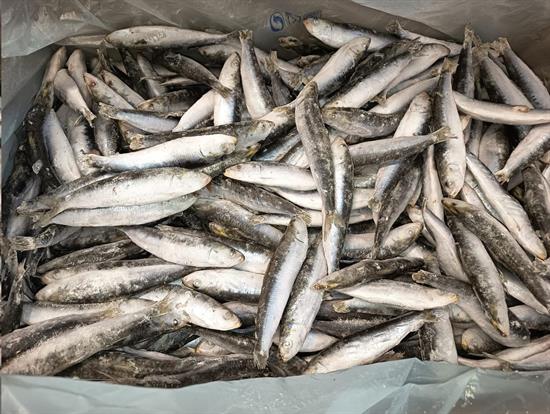 SARDINE INTERE IQF (25/30) 20KG P.N. - GLASS.0%