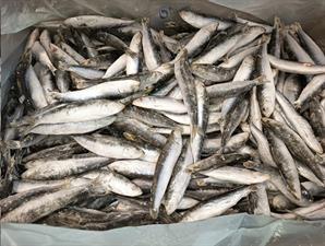 SARDINE INTERE IQF (25/30) 20KG P.N. - GLASS.0%