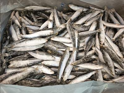 SARDINE INTERE IQF (25/30) 20KG P.N. - GLASS.0%