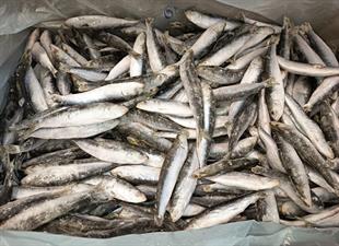 SARDINE INTERE IQF (25/30) 18KG P.N. - GLASS.0%