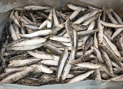 SARDINE INTERE IQF (25/30) 18KG P.N. - GLASS.0%