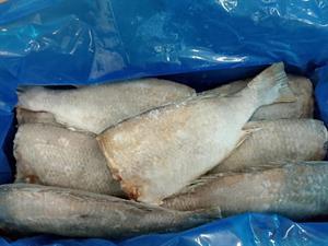 PESCE IMPERATORE HG 3/5KG 22KG - GLASS.10% YEMEN (s.testa/evis./squam.)