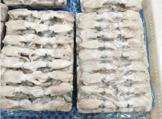 CALAMARI PUNTILLA 3/5 CM BLOCCO 1KG(900G)X10 - GLASS.10% FAO61