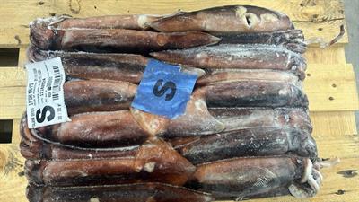 TOTANI ATLANTICI S (18-22) BLOCCO KG__ - ILLEX ARGENTINUS