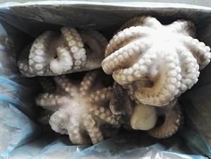 POLPO 1000/2000 INDOPACIFICO(T4) KG15(13,5) - GLASS.10%(INDONESIA FAO57)