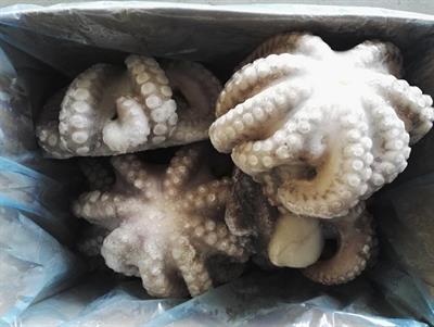 POLPO 1000/2000 INDOPACIFICO(T4) KG15(13,5) - GLASS.10%(INDONESIA FAO57)