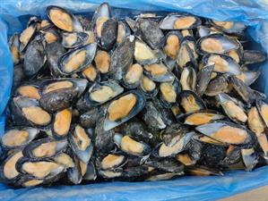 COZZE MEZZO GUSCIO 80/100 11KG(9,9KG) SPAGNA - GLASS.10%
